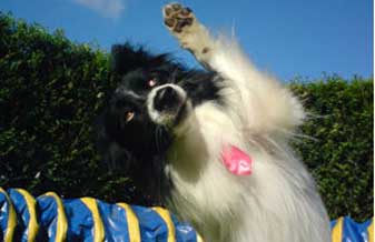 Reyd Kennel Adestramento de Cães & Hospedagem - Foto 1