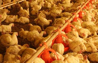 Avícola Ww Medeiros - Foto 1