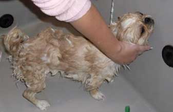 Love Pets Clinica Veterinária - Foto 1