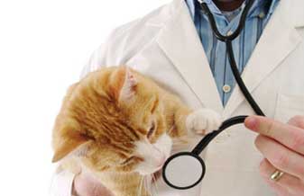 Maypet Clínica Veterinária - Foto 1