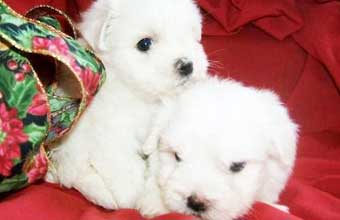 Med Pet Shop - Foto 1