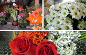 Floricultura Flor e Arte - Foto 1