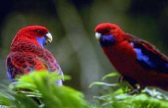 Avicultura Kassen - Foto 1