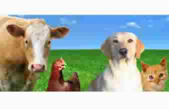 Zoo Pastoril Produtos Veterinários - Foto 1