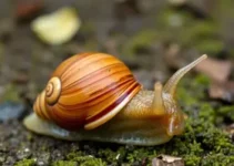 caramujo africano