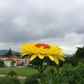 Diadema deve ter um dia de céu nublado com pancadas rápidas